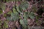 Photo: Arctium tomentosum 5.
