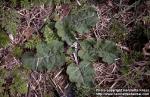 Photo: Arctium tomentosum 5.