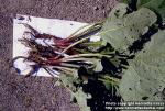 Photo: Arctium tomentosum 6.