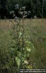 Photo: Arctium tomentosum.