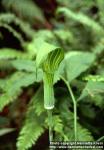 Photo: Arisaema japonicum 1.