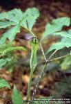 Photo: Arisaema serratum.