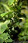 Photo: Aristolochia clematitis 1.