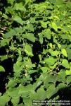 Photo: Aristolochia clematitis.