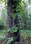 Photo: Aristolochia macrophylla 1.