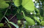 Photo: Aristolochia macrophylla 3.