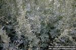 Photo: Artemisia absinthium 3.