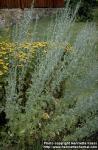 Photo: Artemisia absinthium.