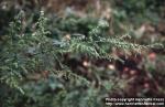 Photo: Artemisia annua 6.