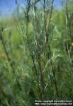 Photo: Artemisia campestris 1.