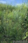 Photo: Artemisia campestris.