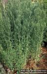 Photo: Artemisia dracunculus 3.