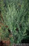 Photo: Artemisia dracunculus 5.