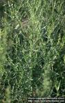 Photo: Artemisia dracunculus 6.