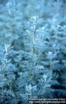 Photo: Artemisia pontica 2.