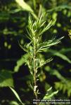 Photo: Artemisia vulgaris 2.