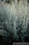 Photo: Artemisia absinthium 2.