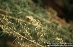 Photo: Artemisia dracunculus.