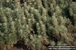 Photo: Artemisia abrotanum 2.