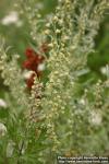 Photo: Artemisia absinthium 7.