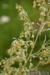 Photo: Artemisia absinthium 8.