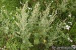 Photo: Artemisia absinthium 9.