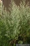 Photo: Artemisia absinthium 11.