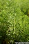 Photo: Artemisia abrotanum 3.