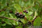 Photo: Aronia x prunifolia 3.