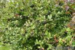 Photo: Aronia melanocarpa 8.