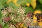 Photo: Aralia cordata 6.