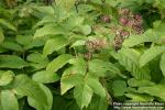 Photo: Aralia cordata 7.