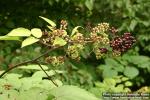 Photo: Aralia racemosa.