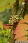 Photo: Aralia 1.