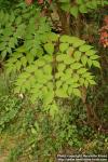 Photo: Aralia 4.