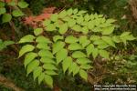 Photo: Aralia 5.