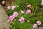 Photo: Armeria maritima 5.