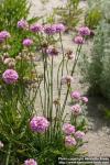 Photo: Armeria maritima 4.