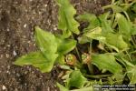 Photo: Arum maculatum 2.