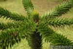 Photo: Araucaria araucana 3.