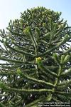 Photo: Araucaria araucana 5.