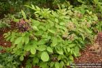 Photo: Aralia continentalis 10.