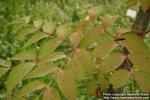 Photo: Aralia elata 5.