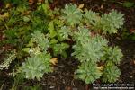 Photo: Artemisia lagocephala.