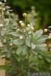 Photo: Artemisia lagocephala 1.