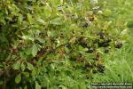 Photo: Aronia x prunifolia 8.