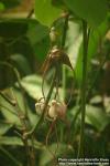 Photo: Aristolochia tricaudata.