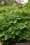 Photo: Aralia californica 1.