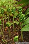 Photo: Arum maculatum 3.