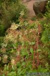 Photo: Aralia hispida.